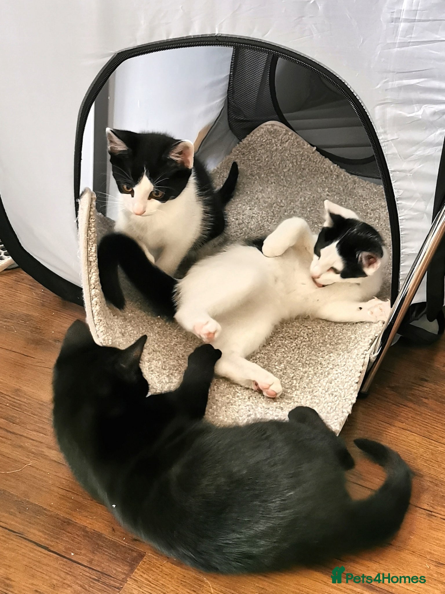 Mixed Breed cats for sale: Gorgeous, sweet natured & very playful kittens in London - Advert 13