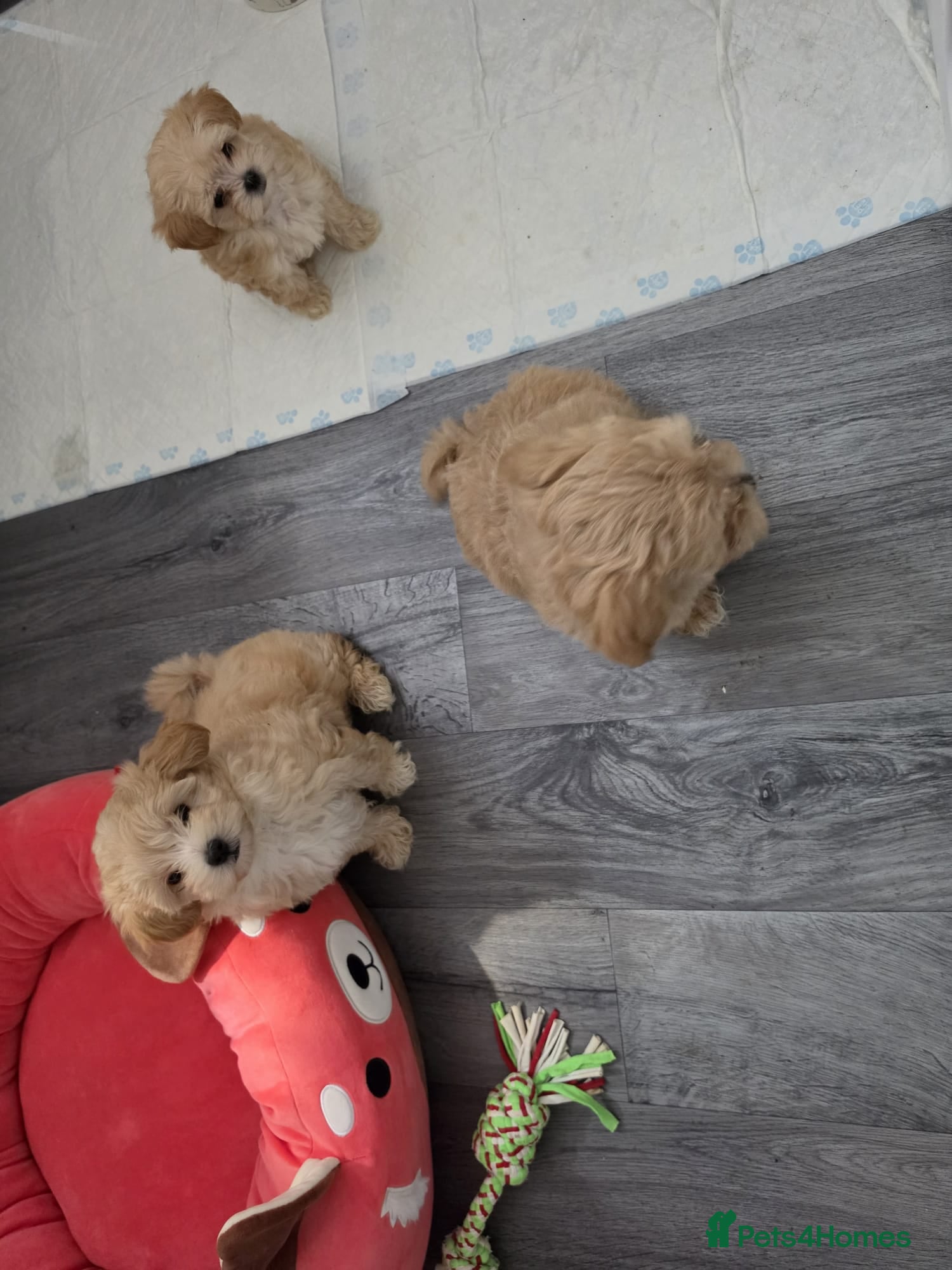 Maltipoo dogs 3 Gorgeous Asian F1 small Maltipoos - Advert 2