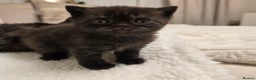 British Shorthair cats for sale: ✨️RARE✨️Black smoke BSH and 1 blue longhair - Advert 4