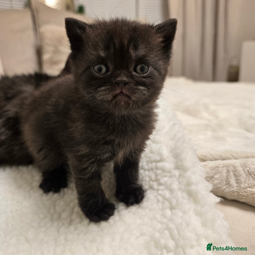 British Shorthair cats for sale: ✨️RARE✨️Black smoke BSH and 1 blue longhair - Advert 4
