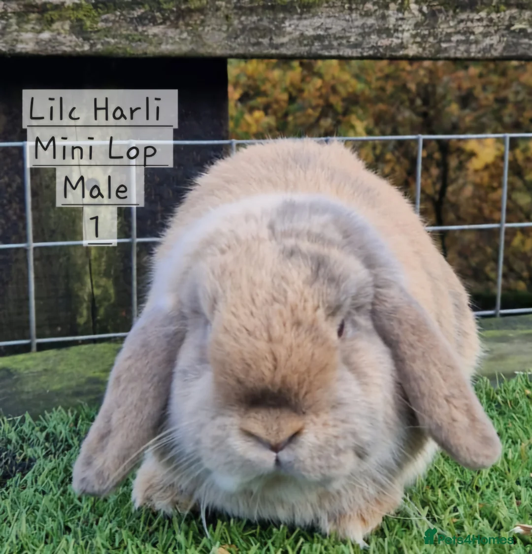 Mini Lop rabbits for sale: Various Mini Lops  - Advert 8