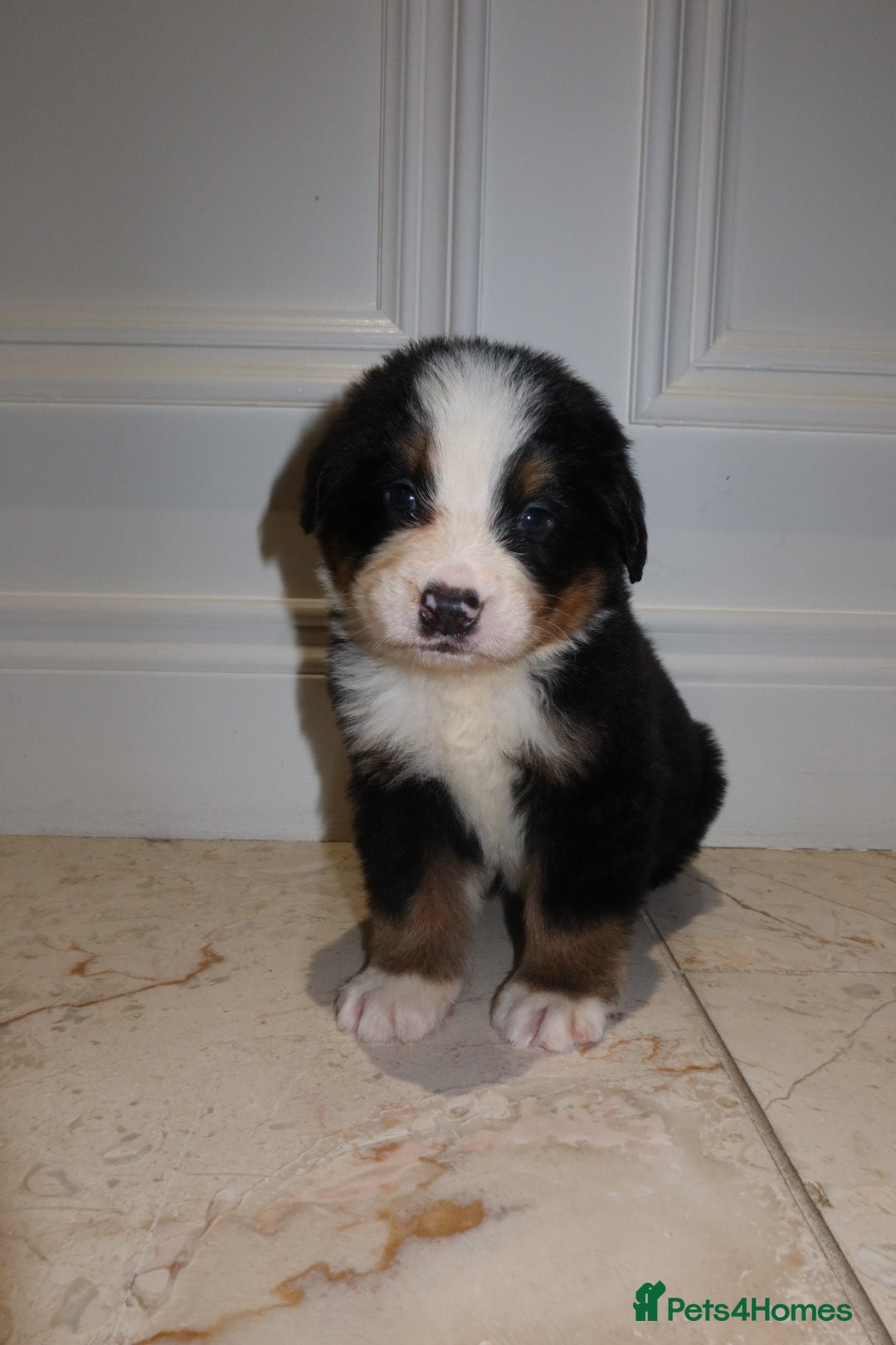Bernese Mountain Dog dogs for sale: Bernese Mountain Dog Pups  - Image 5