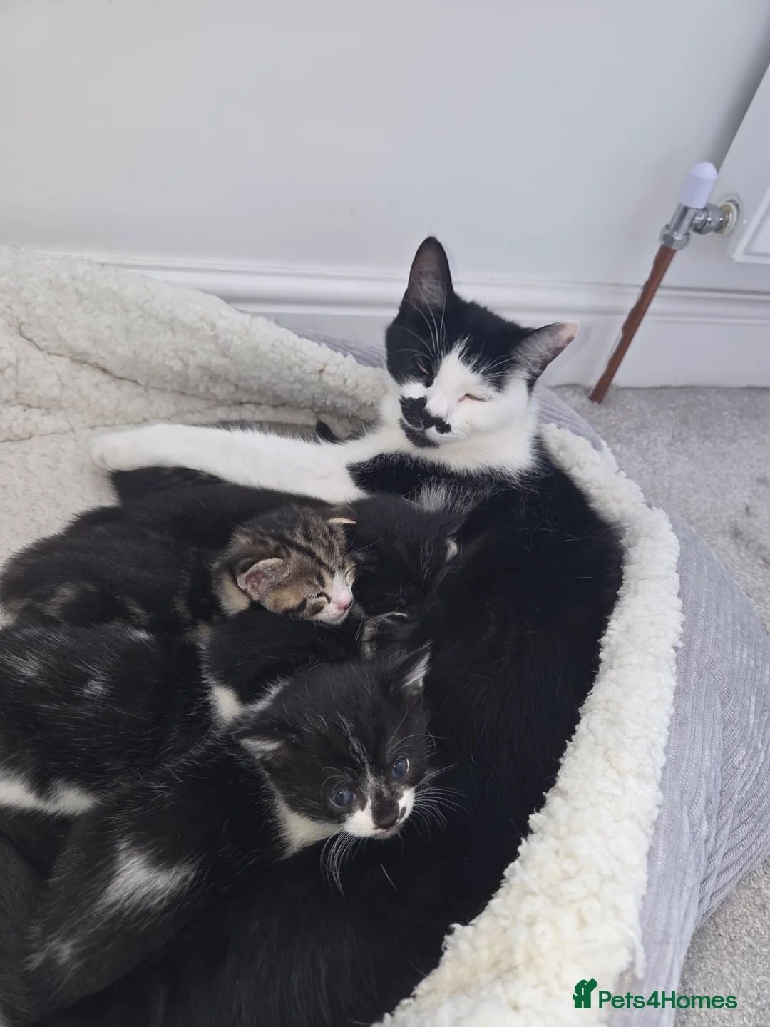 Mixed Breed cats for sale: Kittens for sale x5 in Bexhill-on-Sea - Advert 2