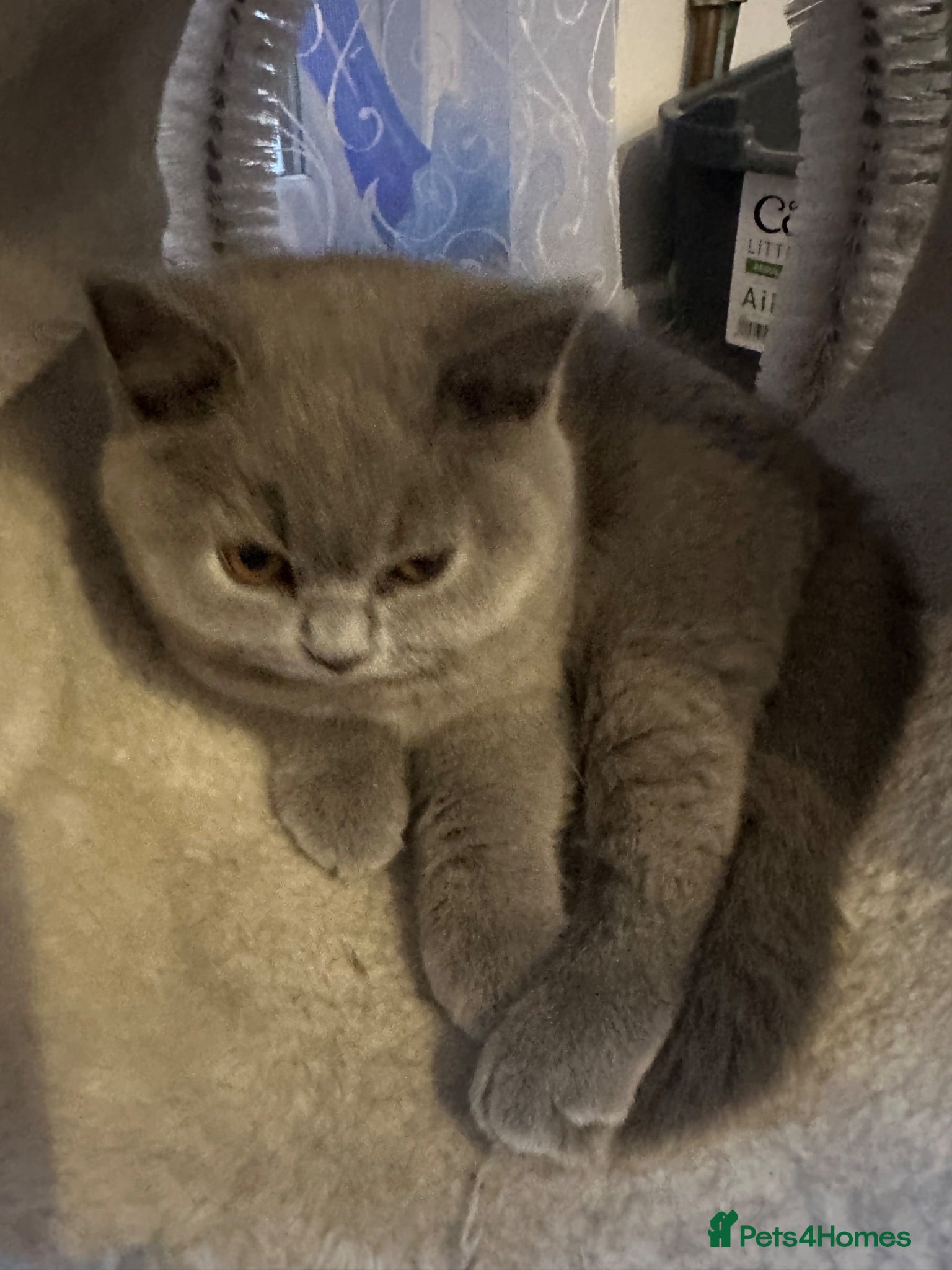 British Shorthair cats READY NOW!!  BSH only  £700 - Advert 2