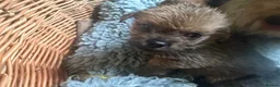 Norfolk Terrier dogs for sale: Norfolk Terrier Puppies for Sale – 1 Bitch 3 Dogs - Advert 16
