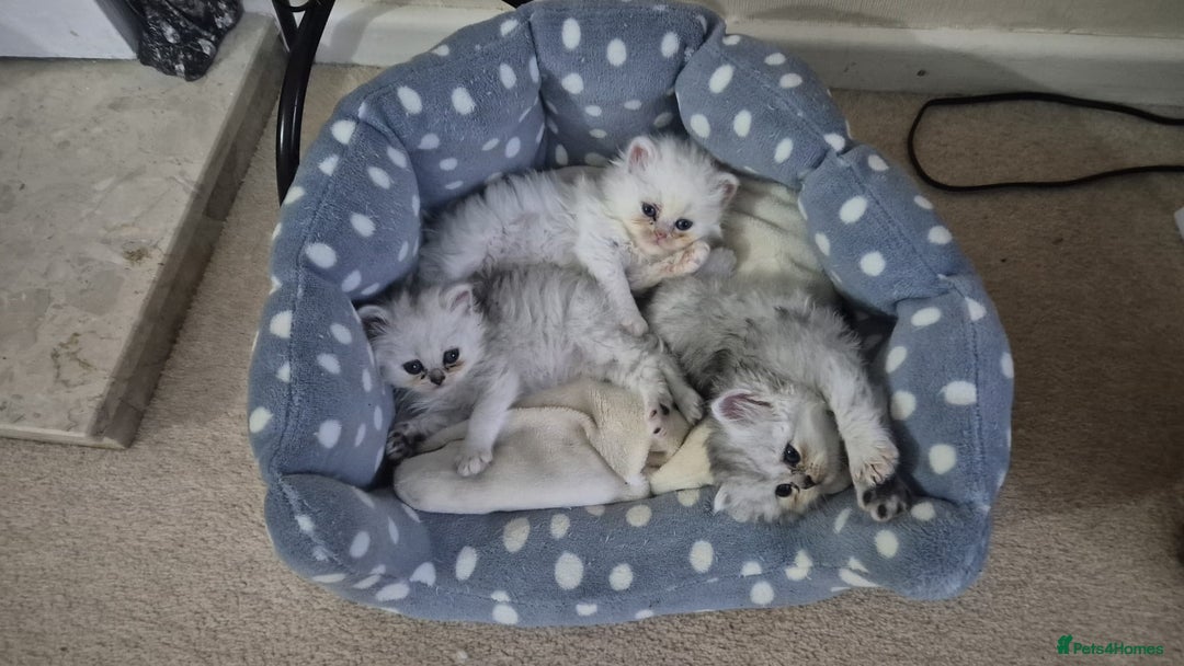 Persian cats for sale: Persian Chinchilla Kittens Available  - Advert 1