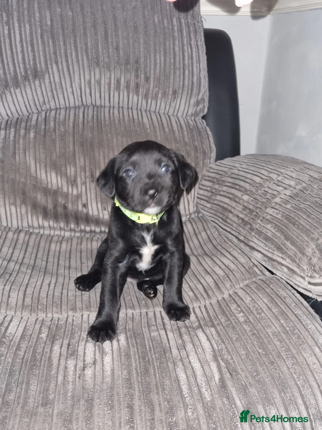 Mixed Breed dogs for sale: 3 xx Stunning Girls Left Staffador Puppies  - Advert 6