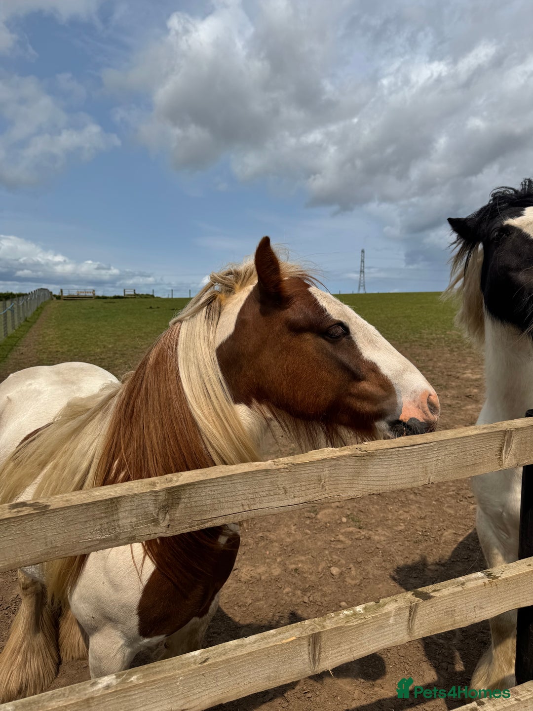 Irish Cob horses for sale: Gelding cob - Advert 3