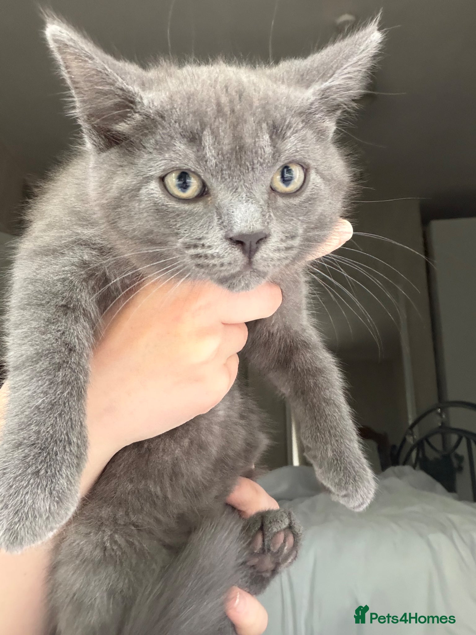 Mixed Breed cats 4 Beautiful kittens looking for Loving Homes - Advert 2