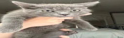 Mixed Breed cats for sale: 4 Beautiful kittens looking for Loving Homes in Bradford - Advert 1