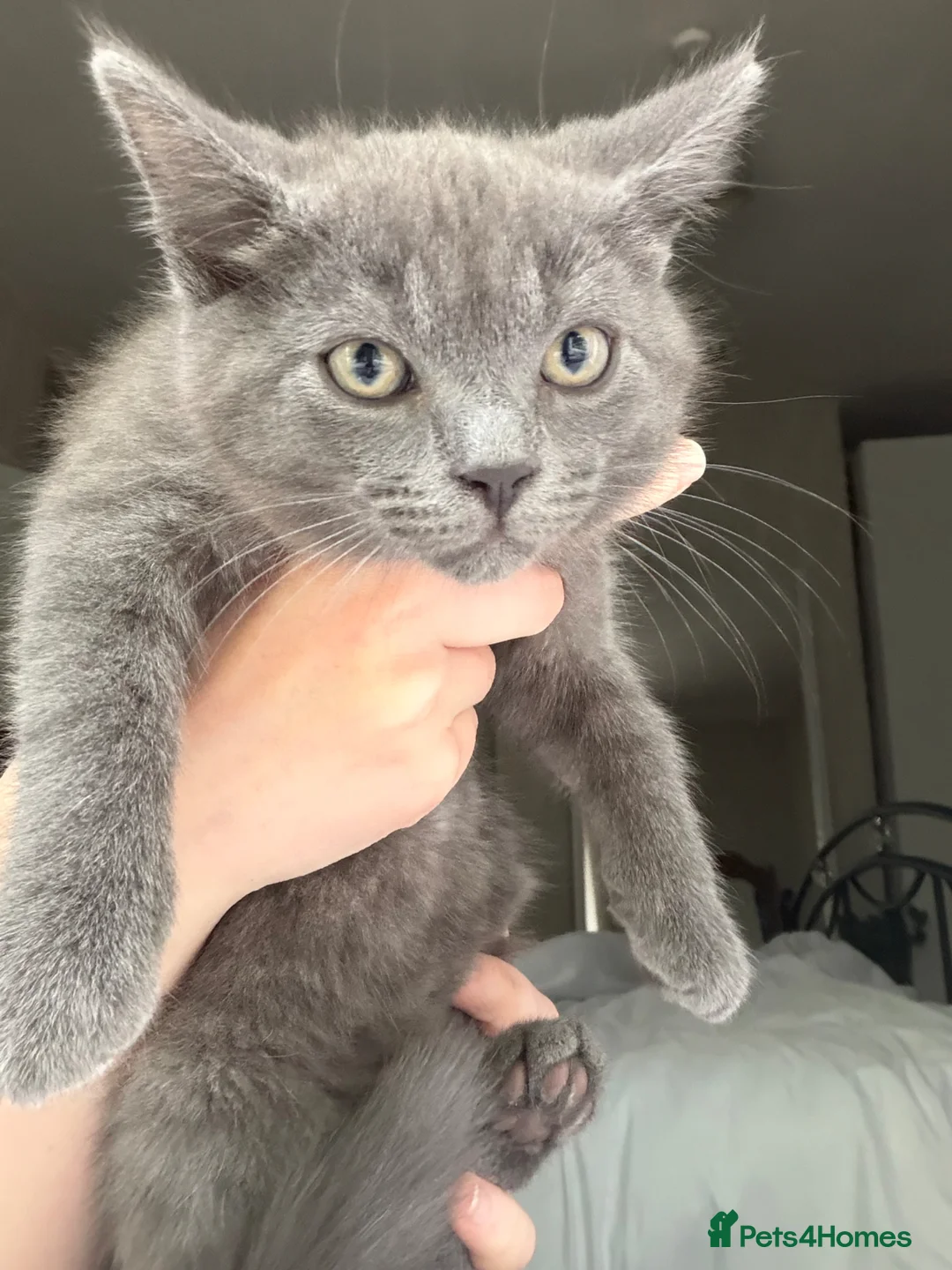 Mixed Breed cats for sale: 4 Beautiful kittens looking for Loving Homes in Bradford - Advert 1