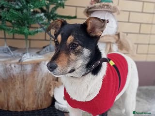 Border Collie dogs TRISHA – Female Border Collie - Advert 2