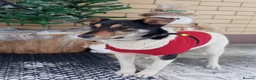 Border Collie dogs for adoption: TRISHA – Female Border Collie - Advert 1