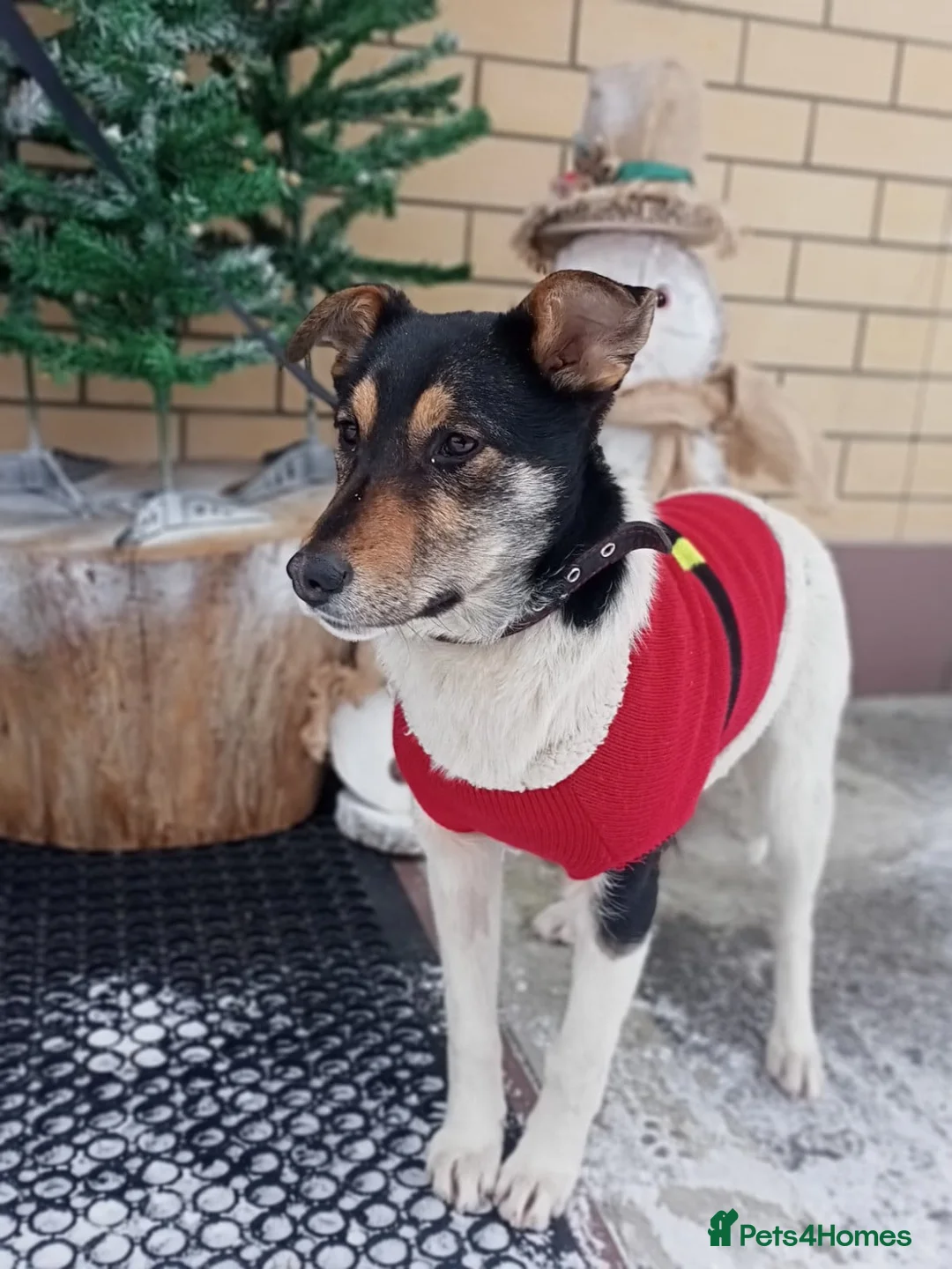 Border Collie dogs for adoption: TRISHA – Female Border Collie - Advert 1