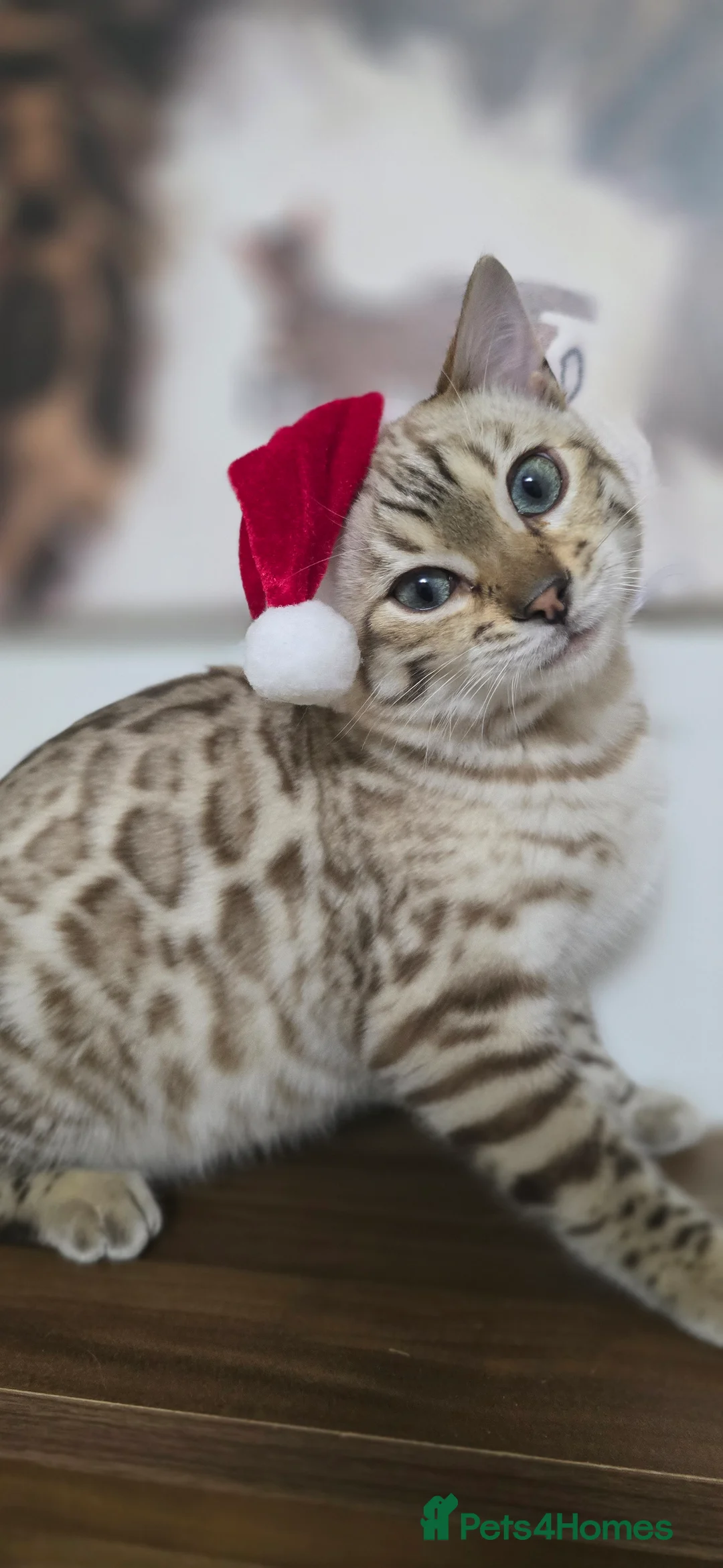 Bengal cats for sale: Gorgeous Tica registered bengal boys - Advert 2