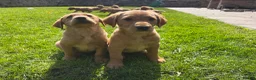 Goldador dogs for sale: ⭐️F1 Goldadors Puppies⭐️ - Advert 5