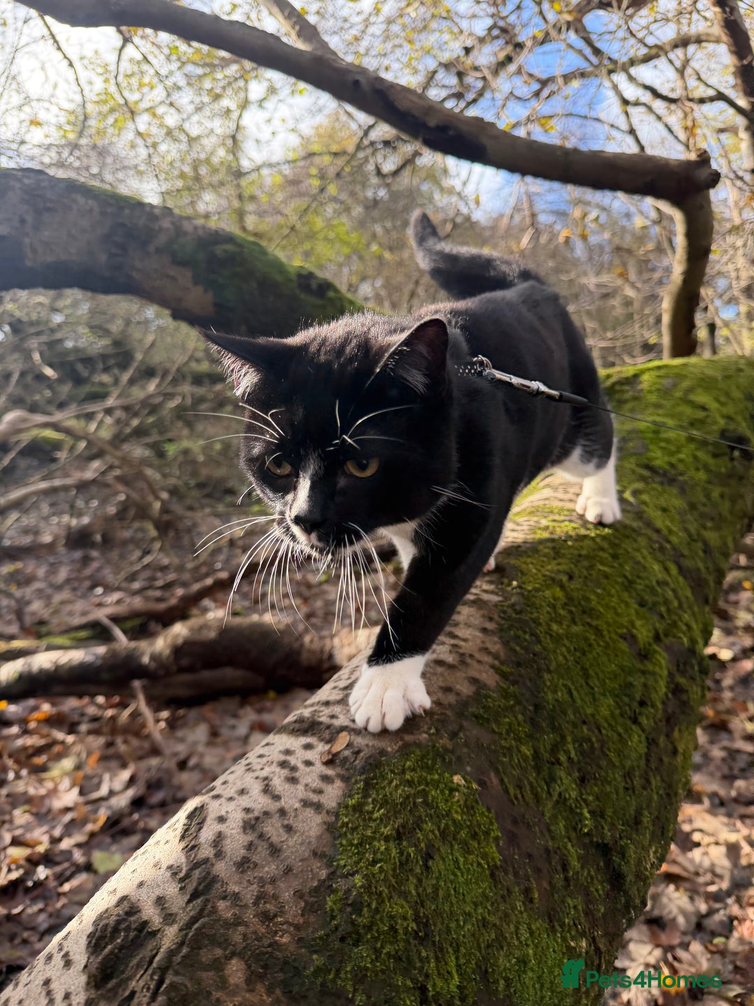 Domestic Shorthair cats for sale: Sonic & Melody (including kitten bundle) - Advert 5