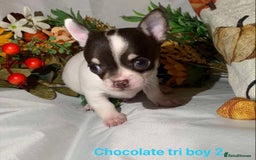Chihuahua dogs for sale: Tiny chihuahua puppies  - Image 20