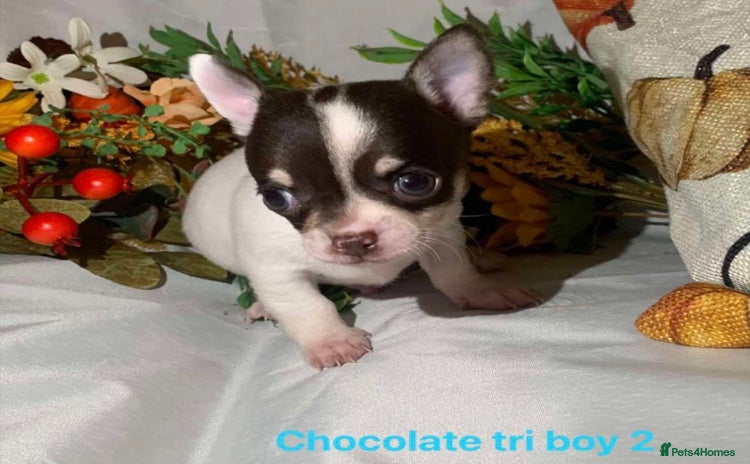 Chihuahua dogs - Advert 3