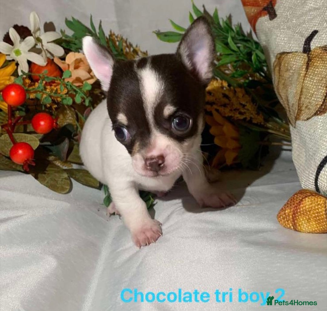 Chihuahua dogs for sale: Tiny chihuahua puppies  - Image 20