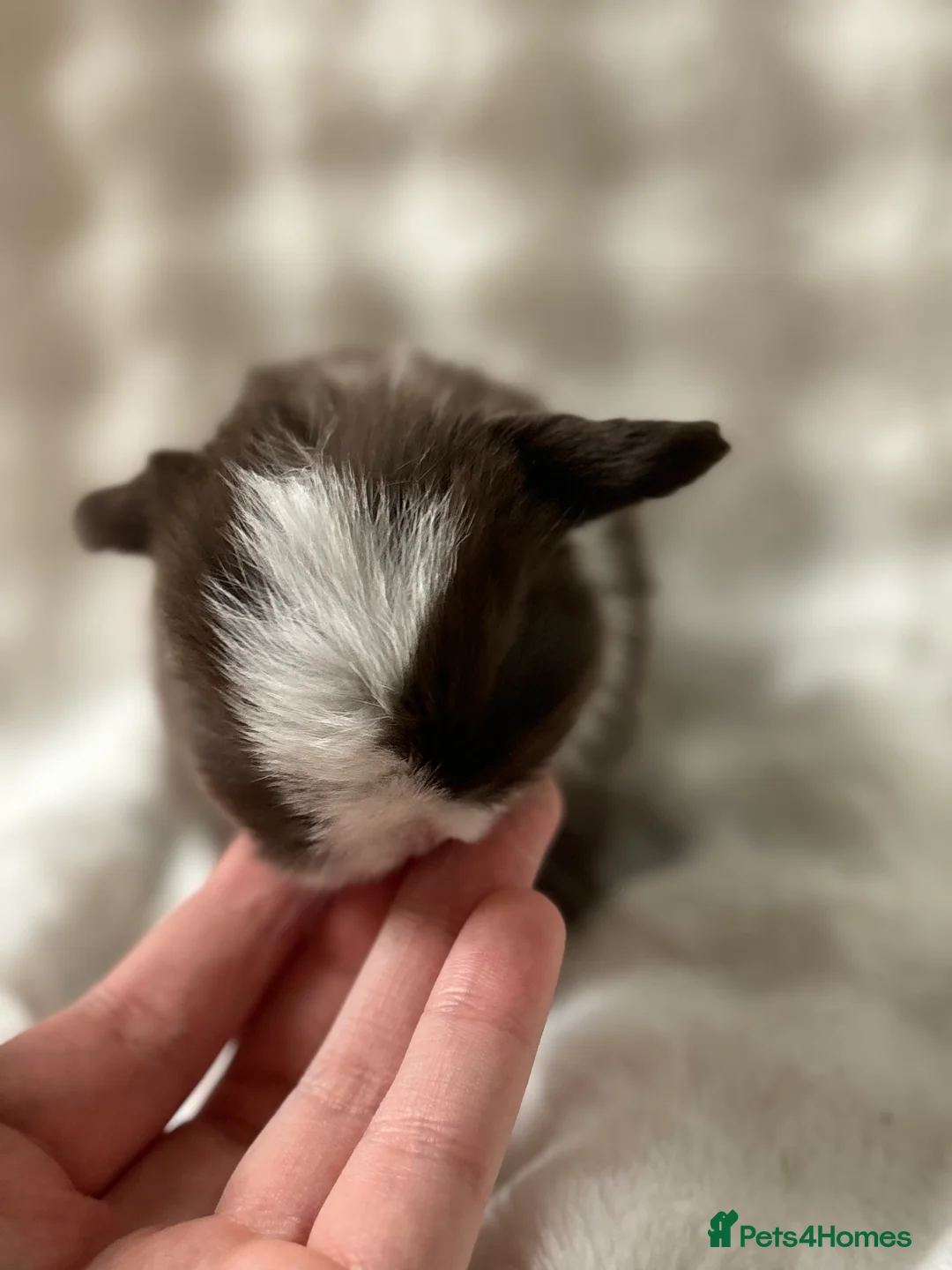 Mini Lop rabbits for sale: Beautiful Pure Bred Mini Lops - Advert 9