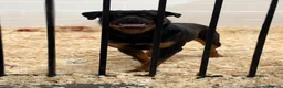 Rottweiler dogs for sale: Working Rottweiler. Experienced Home Required. - Advert 3