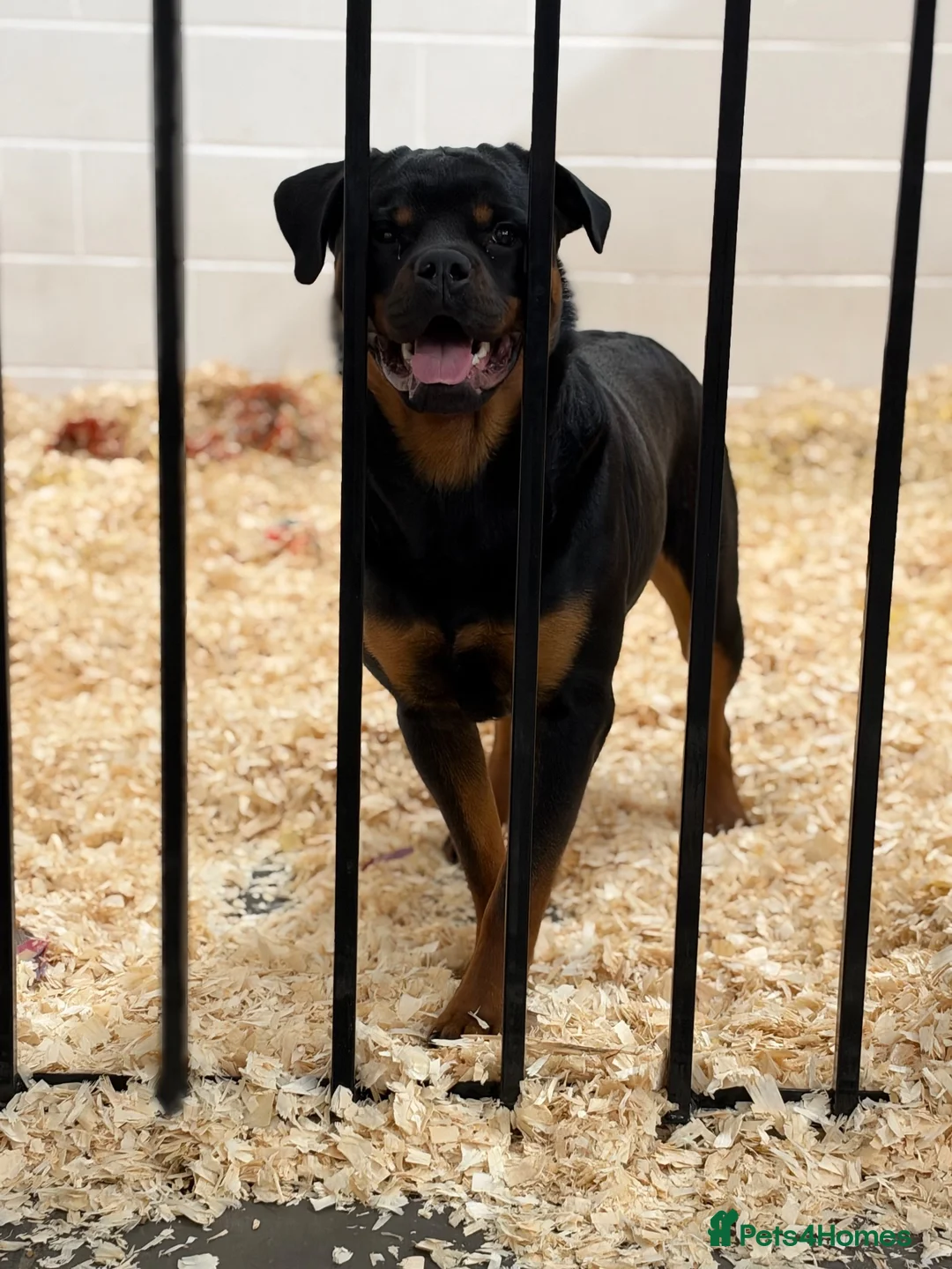 Rottweiler dogs for sale: Working Rottweiler. Experienced Home Required. - Advert 3