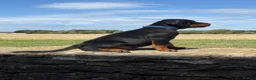 Dobermann dogs for sale: Beautiful, Healthy Doberman Puppies  - Advert 8