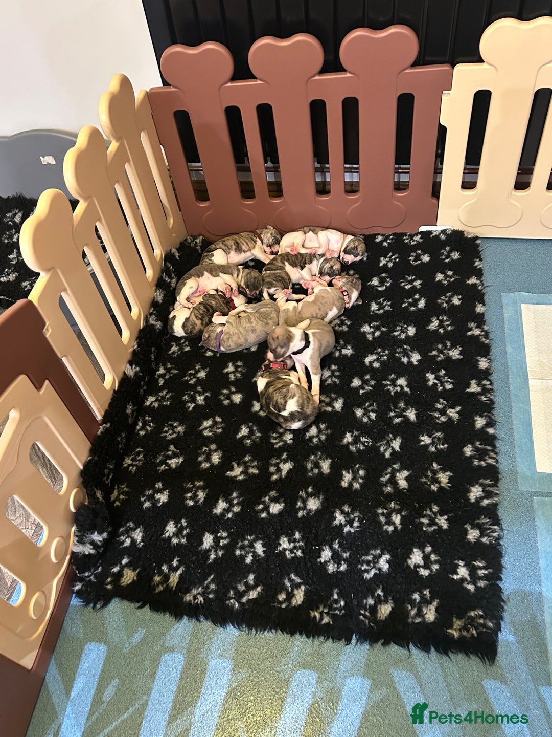 Whippet dogs for sale: A beautiful-well bred litter of small whippets  - Image 15