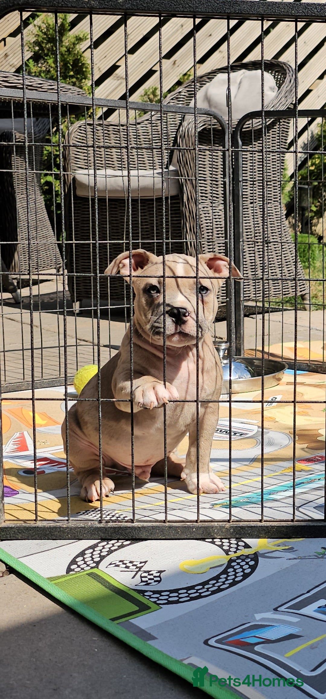 American Bully dogs for sale: 9 week old pocket bully pups, well known bloodline - Image 3