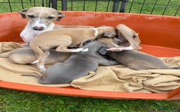 Italian Greyhound dogs for sale: Beautiful Italian greyhounds  - Image 7