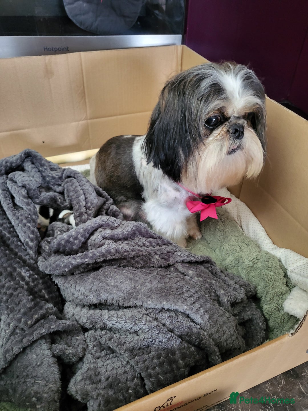Shih Tzu dogs for sale: Baby shih  tzu puppies - Image 2