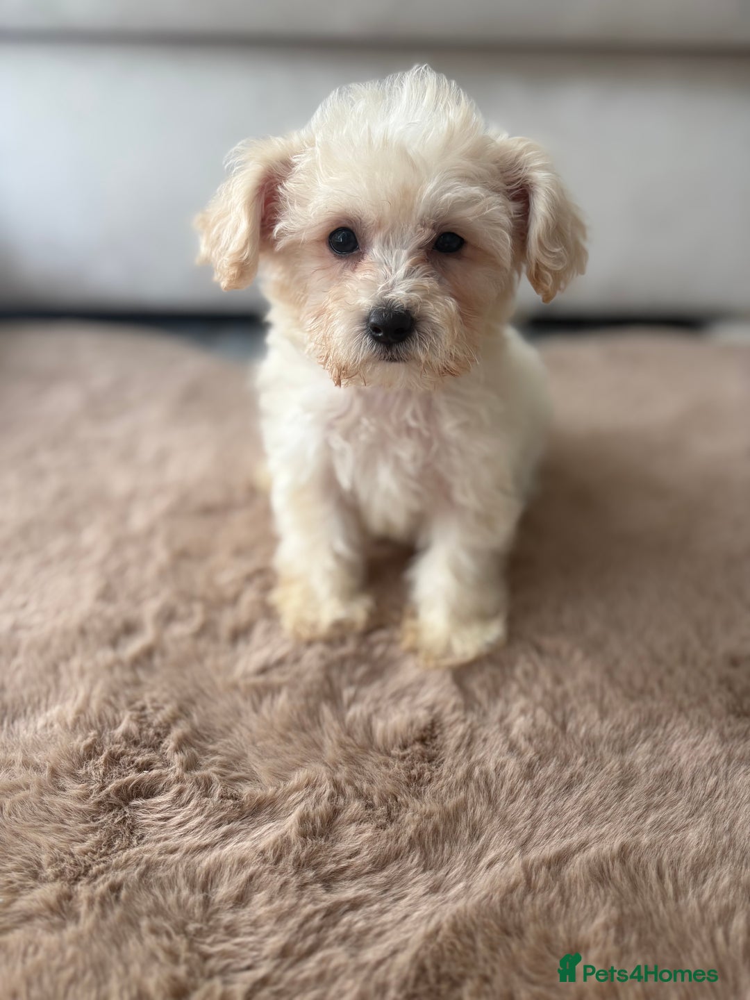 Maltipoo dogs for sale: Maltipoo boy puppy  - Image 3