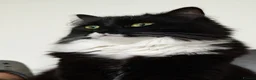 Mixed Breed cats for sale: Cats looking for loving new home  - Advert 2