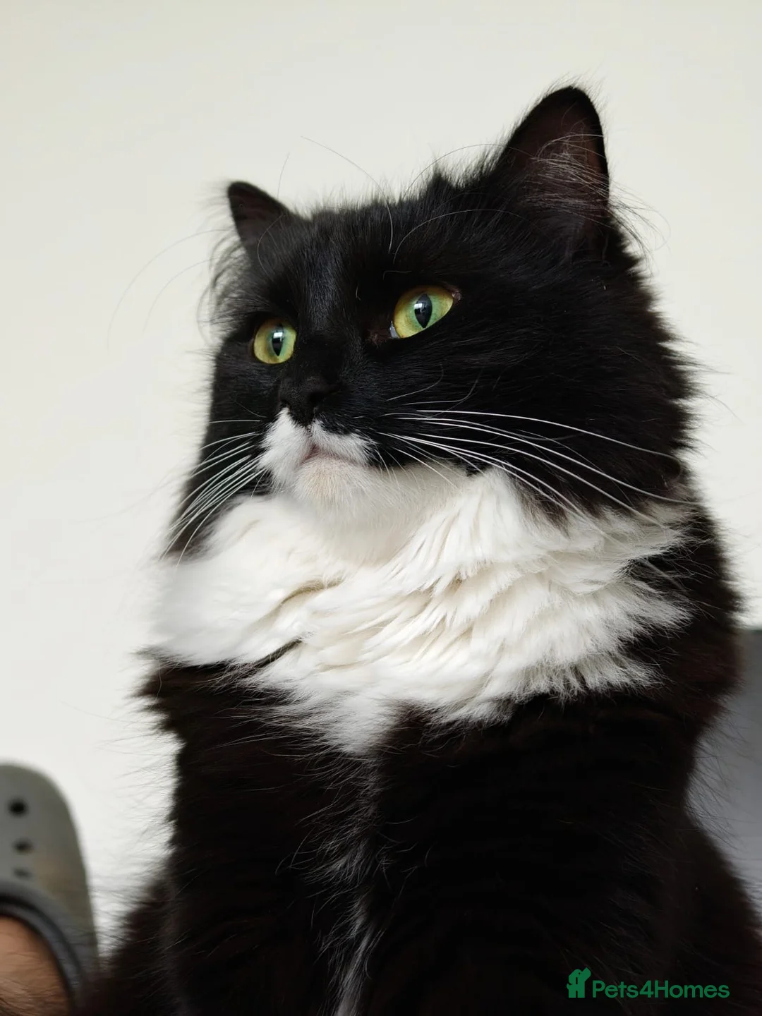 Mixed Breed cats for sale: Cats looking for loving new home  - Advert 2