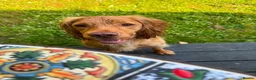Cocker Spaniel dogs for sale: KC Registered Cocker Spaniels Due August  - Advert 2
