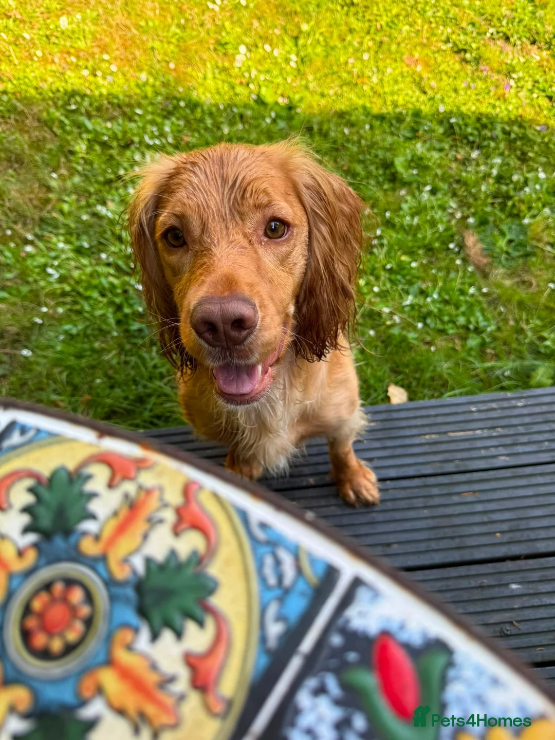 Cocker Spaniel dogs for sale: KC Registered Cocker Spaniels Due August  - Advert 2