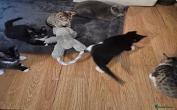 Mixed Breed cats for sale: Kittens for sale  - Image 4