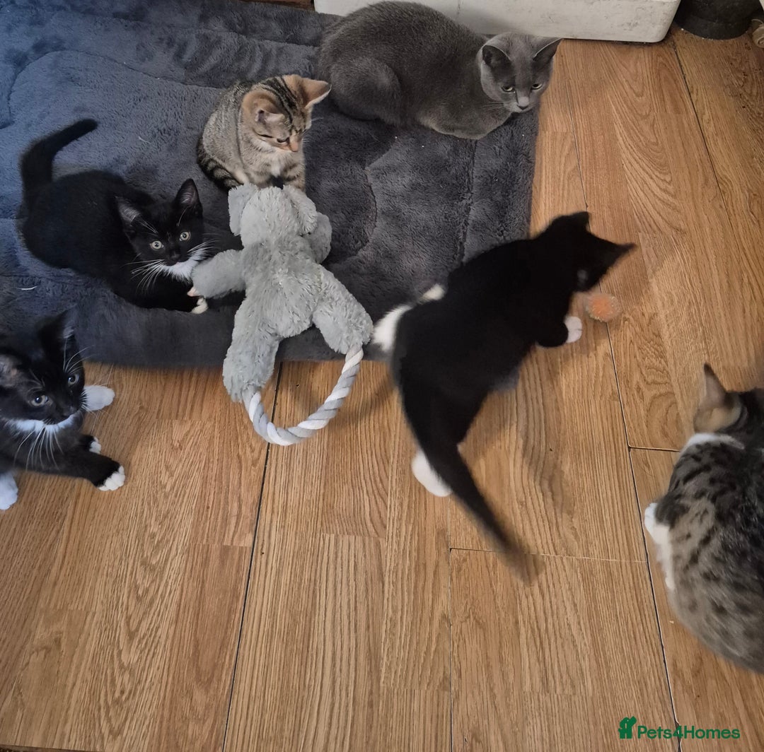 Mixed Breed cats for sale: Kittens for sale  - Image 4