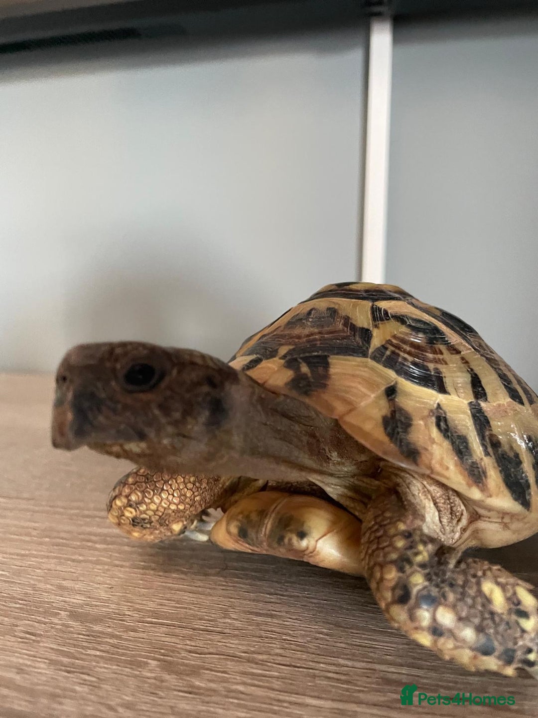 Hermann Tortoise reptiles for sale: 8 yr old Herman Tortoise- Podrick  - Image 7