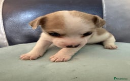 Jack Russell dogs for sale: Rare colouring Jack Russell’s 4 Male - Advert 5