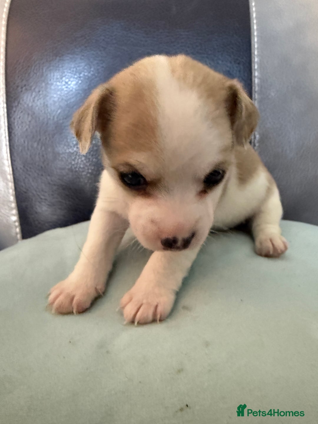 Jack Russell dogs for sale: Rare colouring Jack Russell’s 4 Male - Advert 5