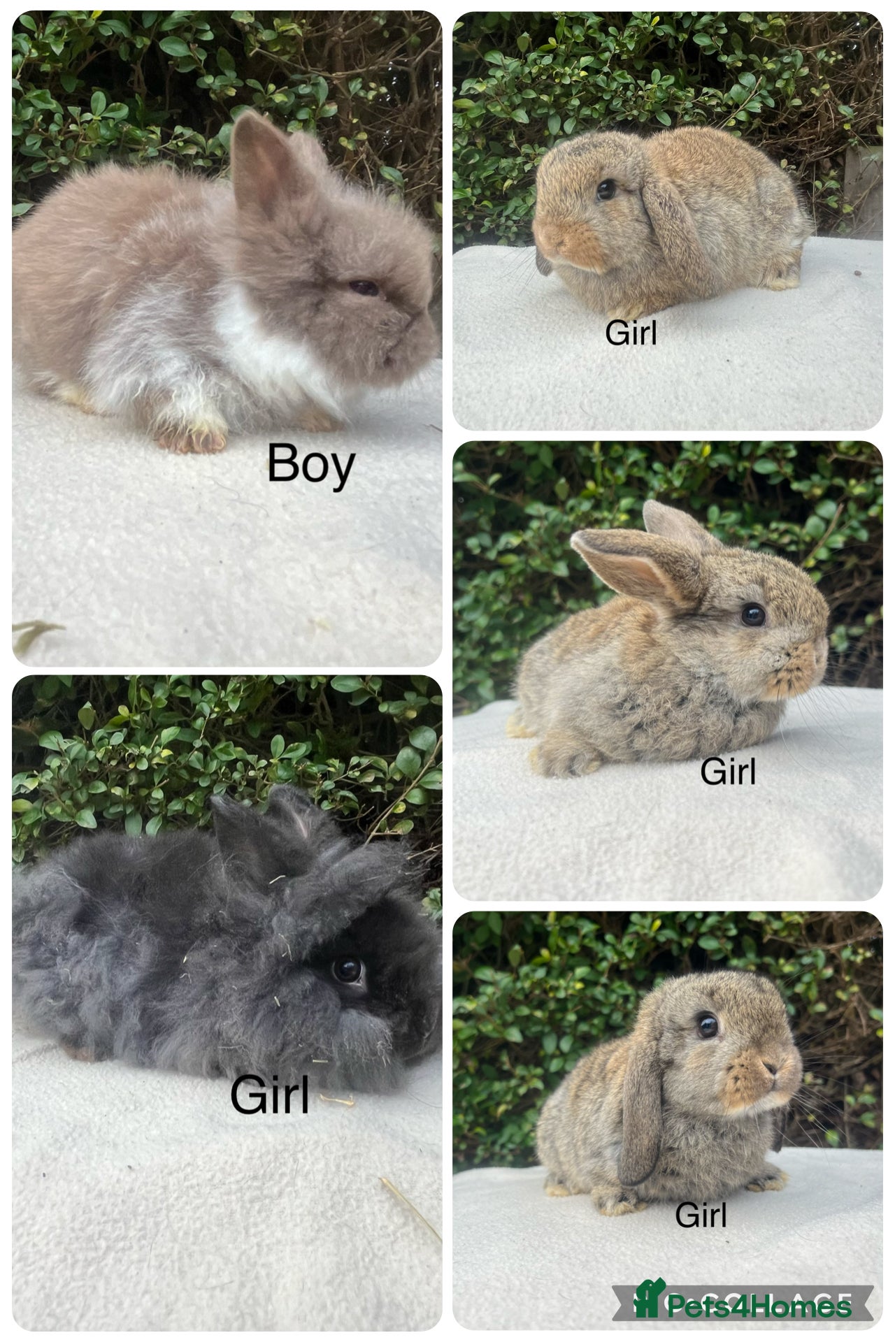 Mini Lop rabbits Mini Lops and mini double manned lionhead  - Advert 6
