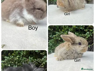 Mini Lop rabbits Mini Lops and mini double manned lionhead - Advert 6