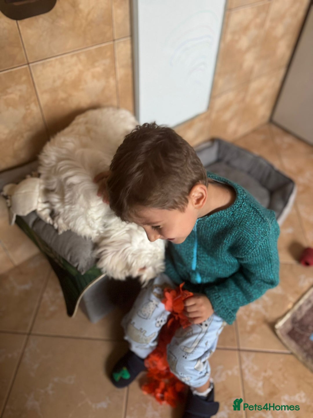 Bichon Frise dogs for adoption: Meet PACO - a Lovely little boy, for a Loving Home - Advert 7