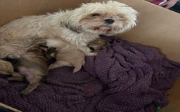 Shih Tzu dogs for sale: Imperial Shihtzu  - Image 9
