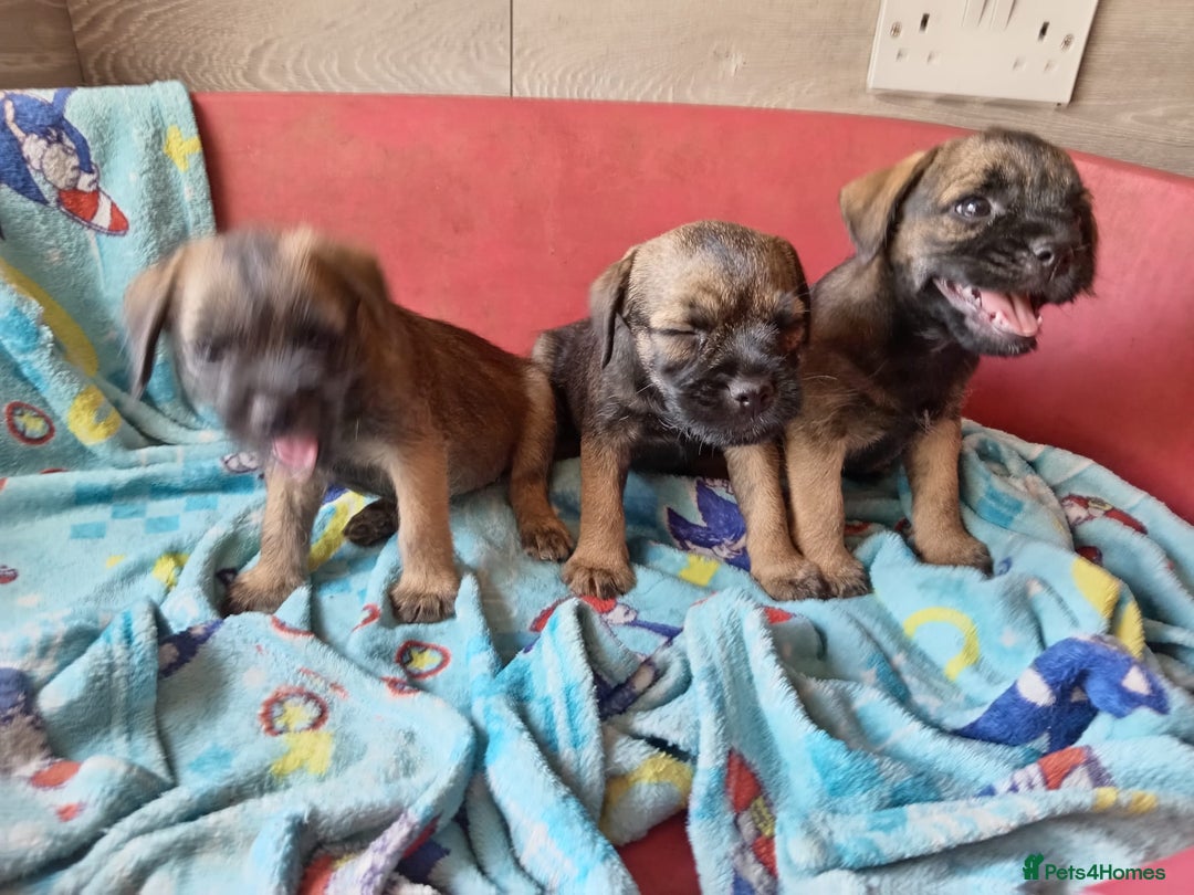 Border Terrier dogs for sale: Border Terrier girls available  - Image 3