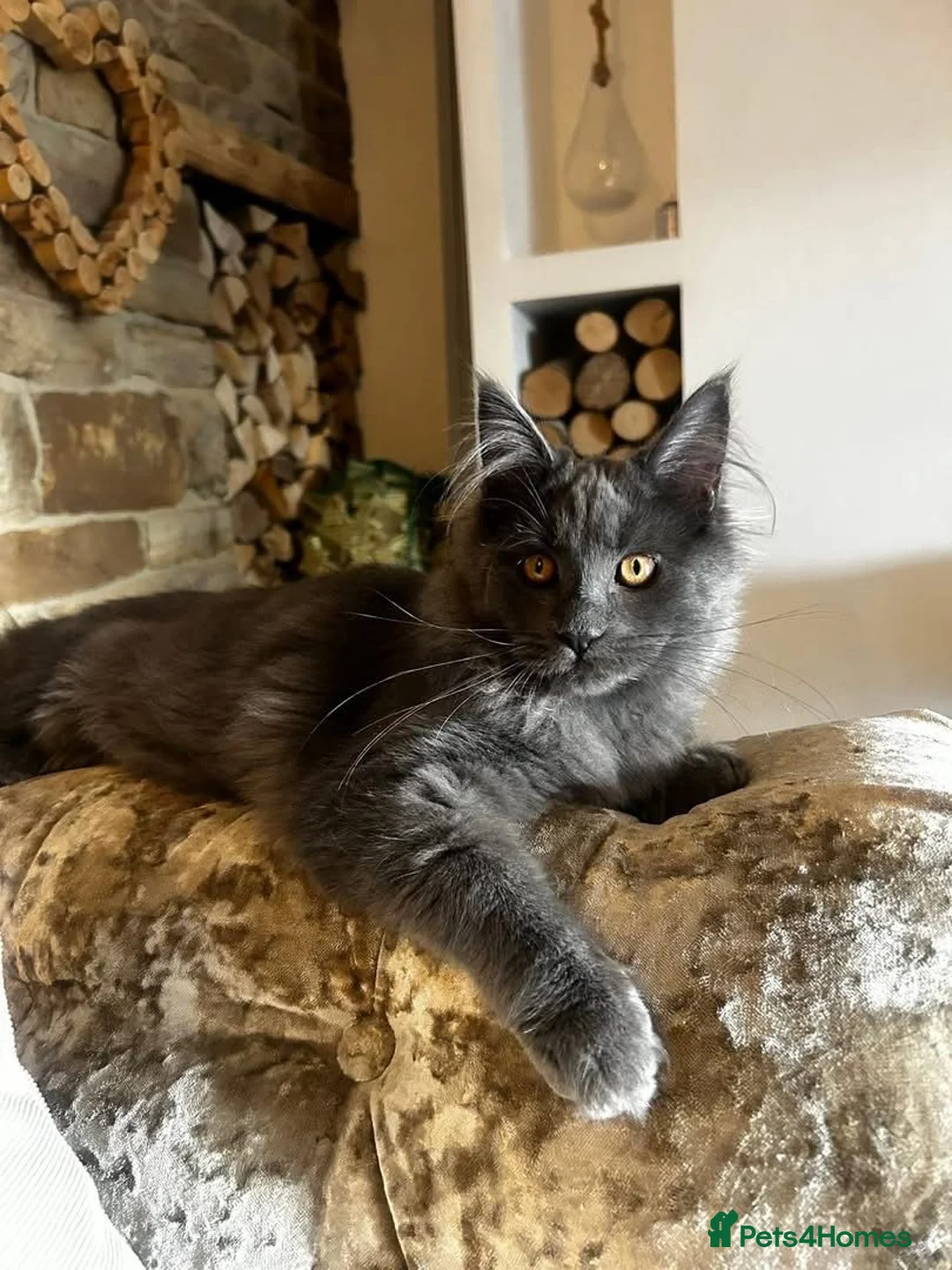 Maine Coon cats for sale: Exceptional POLYDACTYL Maine Coon Kittens  - Advert 2