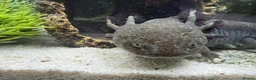 Axolotl reptiles for sale: Axolotls and their tank.  - Advert 5
