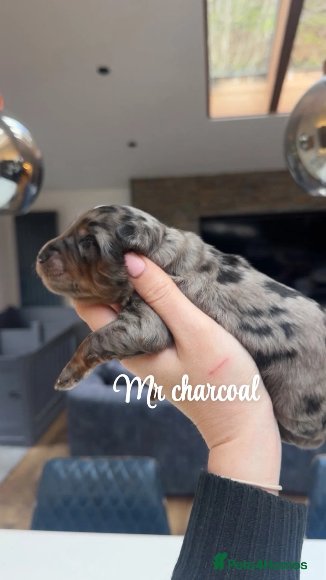 Bernedoodle dogs for sale: Merle, Black & Tan Mini Outstanding Bernedoodles - Advert 7